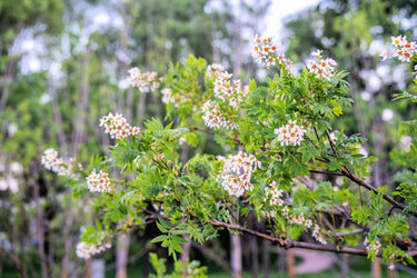 5 YELLOWHORN TREE Xanthoceras Sorbifolium aka Goldenhorn, Raintree, Chinese Flowering Chestnut - White Yellow Red Fragrant Flower Seeds